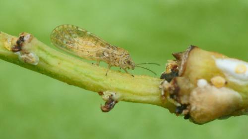 Acizzia uncatoides